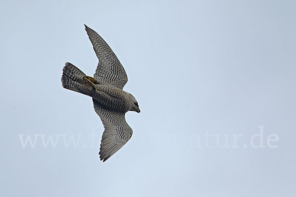 Wanderfalke (Falco peregrinus)