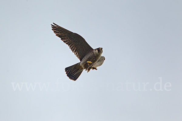 Wanderfalke (Falco peregrinus)