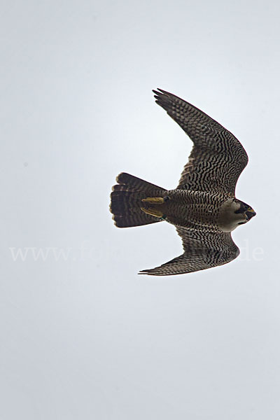 Wanderfalke (Falco peregrinus)