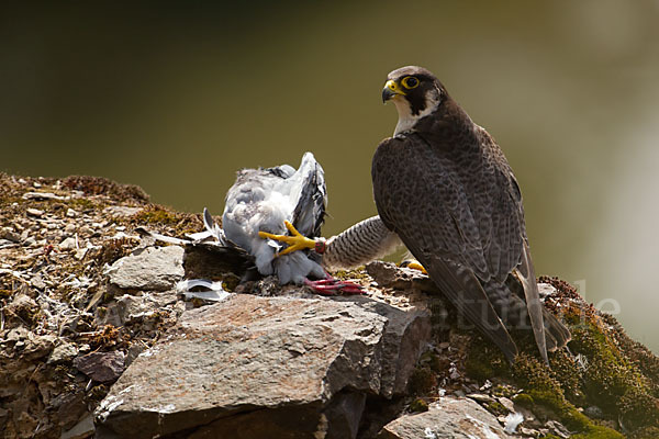 Wanderfalke (Falco peregrinus)