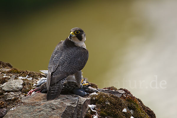 Wanderfalke (Falco peregrinus)