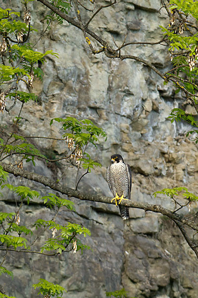 Wanderfalke (Falco peregrinus)