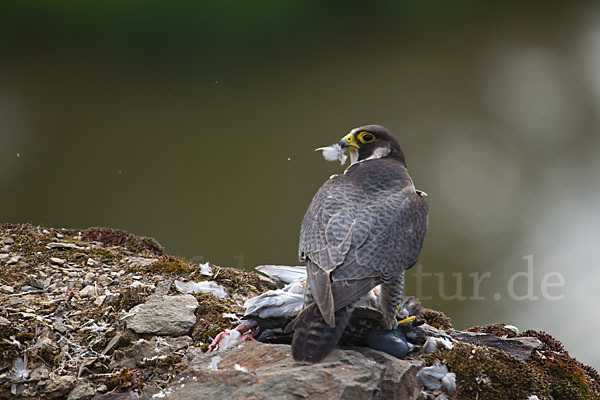 Wanderfalke (Falco peregrinus)