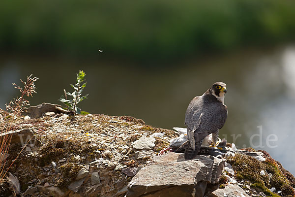 Wanderfalke (Falco peregrinus)