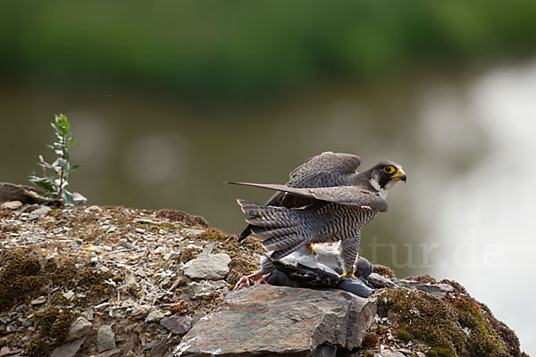 Wanderfalke (Falco peregrinus)