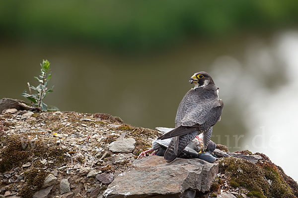 Wanderfalke (Falco peregrinus)