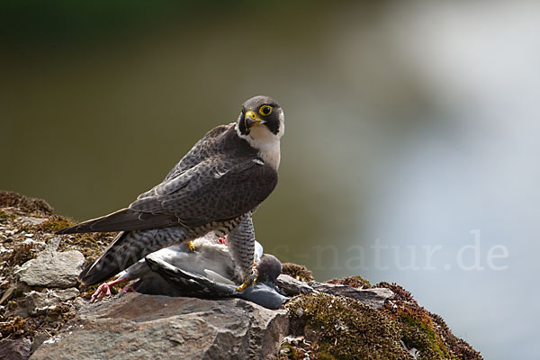 Wanderfalke (Falco peregrinus)