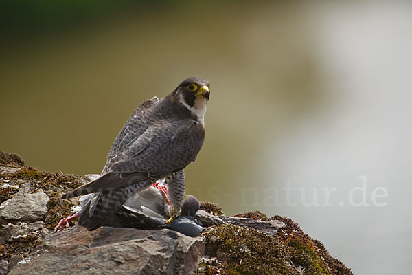 Wanderfalke (Falco peregrinus)