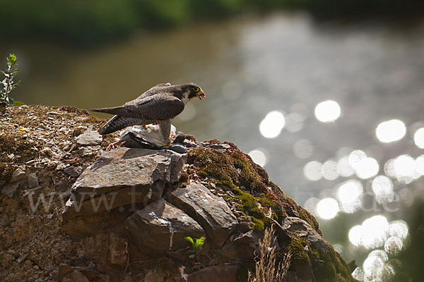 Wanderfalke (Falco peregrinus)