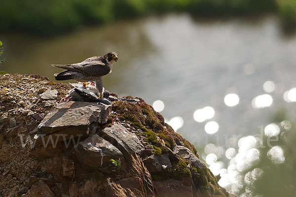 Wanderfalke (Falco peregrinus)