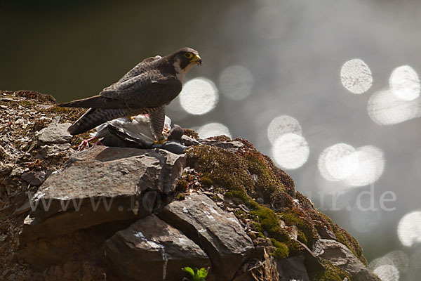 Wanderfalke (Falco peregrinus)