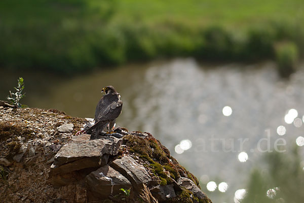 Wanderfalke (Falco peregrinus)