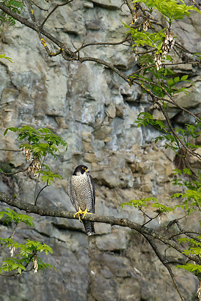 Wanderfalke (Falco peregrinus)