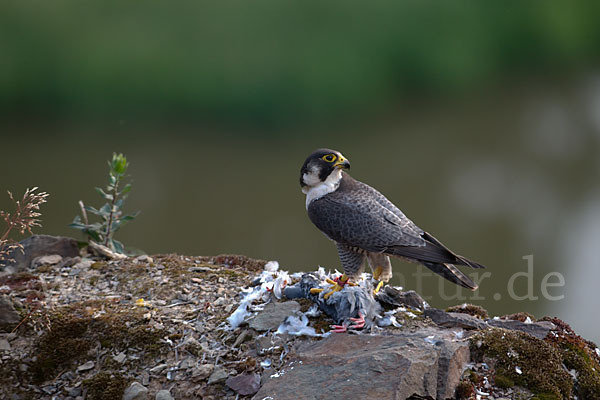 Wanderfalke (Falco peregrinus)