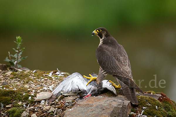 Wanderfalke (Falco peregrinus)