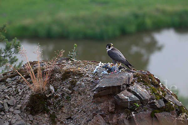 Wanderfalke (Falco peregrinus)