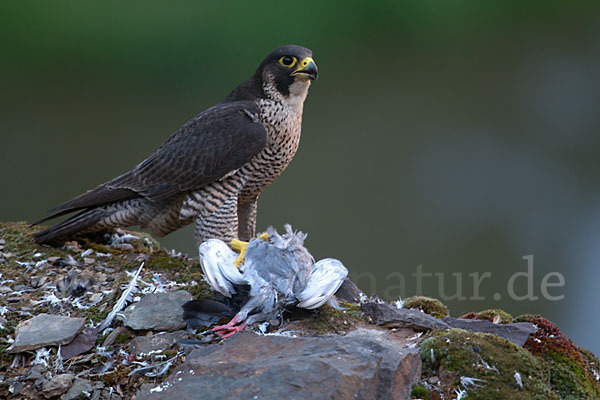 Wanderfalke (Falco peregrinus)