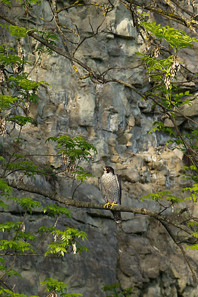 Wanderfalke (Falco peregrinus)