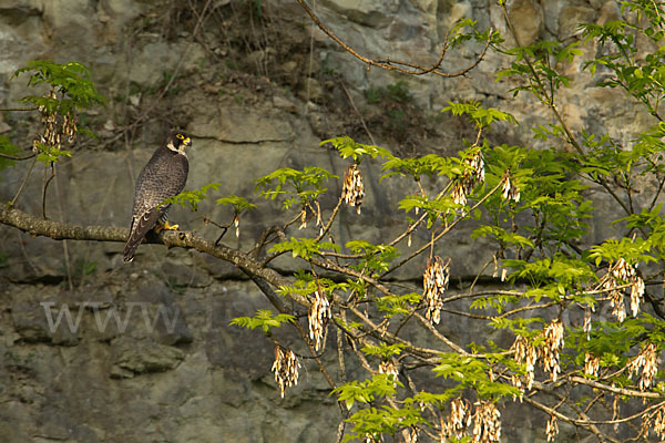 Wanderfalke (Falco peregrinus)