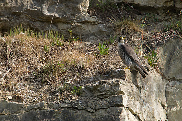 Wanderfalke (Falco peregrinus)