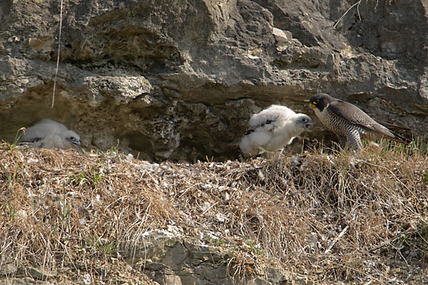 Wanderfalke (Falco peregrinus)