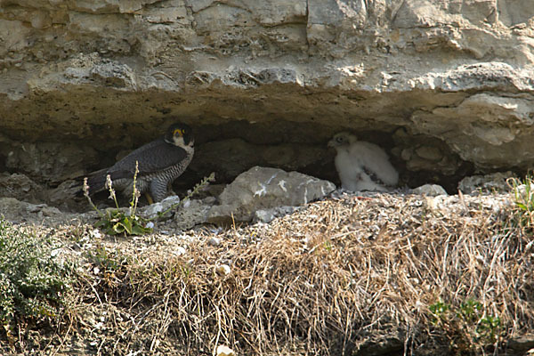 Wanderfalke (Falco peregrinus)