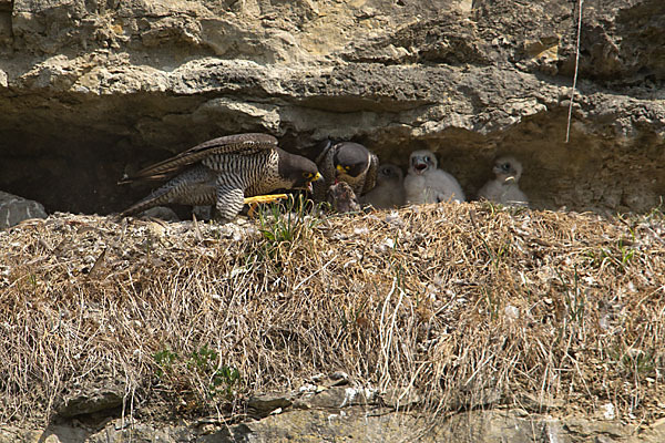 Wanderfalke (Falco peregrinus)