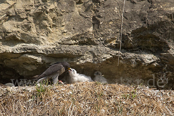 Wanderfalke (Falco peregrinus)