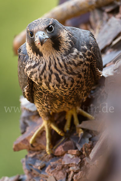 Wanderfalke (Falco peregrinus)