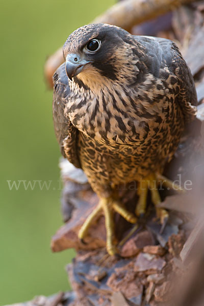 Wanderfalke (Falco peregrinus)