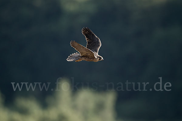 Wanderfalke (Falco peregrinus)