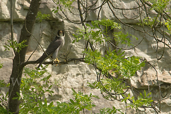 Wanderfalke (Falco peregrinus)