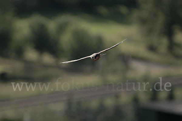 Wanderfalke (Falco peregrinus)