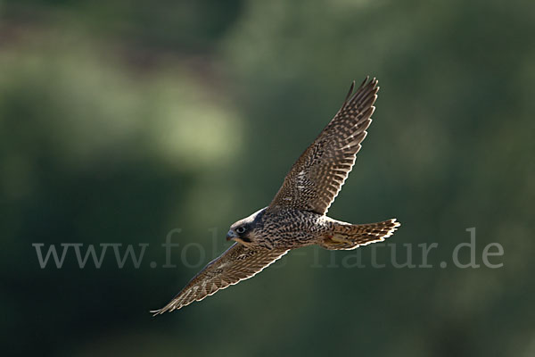 Wanderfalke (Falco peregrinus)