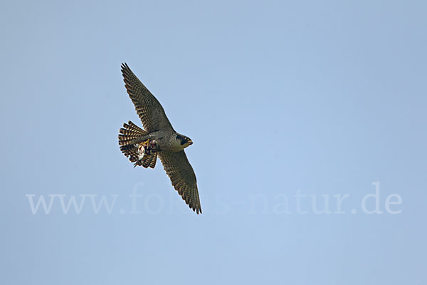 Wanderfalke (Falco peregrinus)