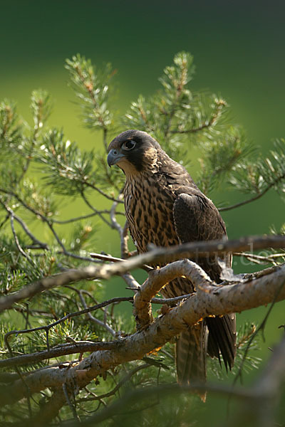 Wanderfalke (Falco peregrinus)