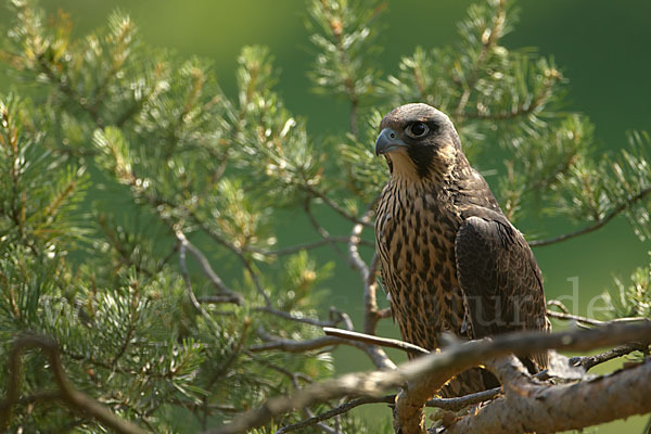 Wanderfalke (Falco peregrinus)