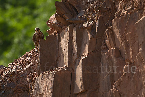 Wanderfalke (Falco peregrinus)