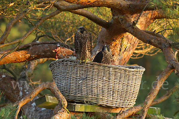 Wanderfalke (Falco peregrinus)