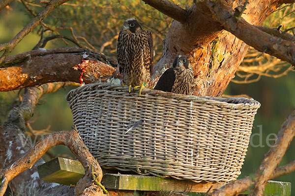 Wanderfalke (Falco peregrinus)