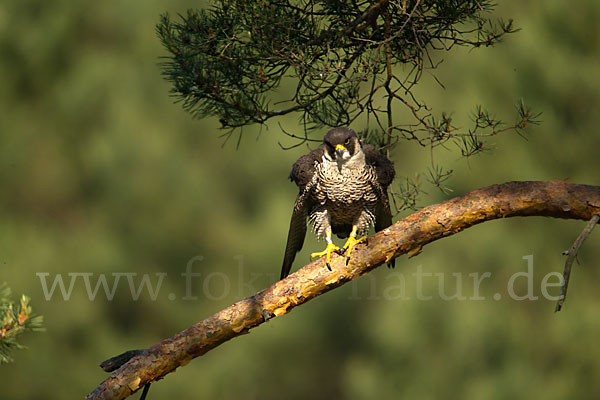 Wanderfalke (Falco peregrinus)