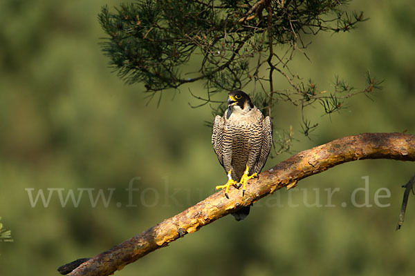 Wanderfalke (Falco peregrinus)