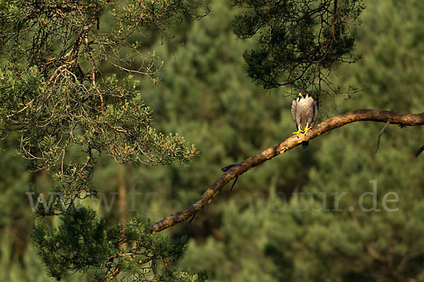 Wanderfalke (Falco peregrinus)