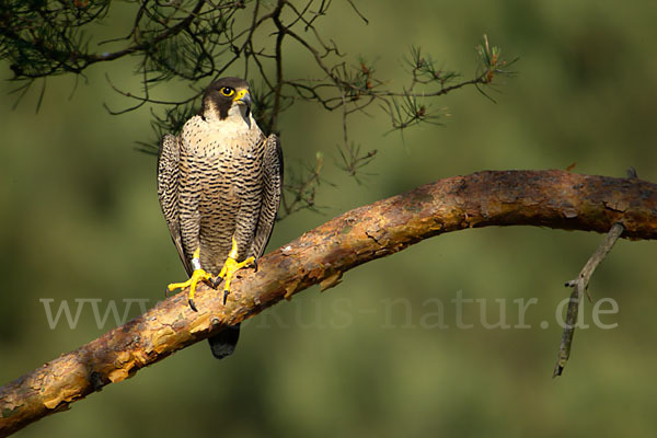 Wanderfalke (Falco peregrinus)