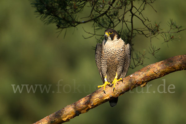 Wanderfalke (Falco peregrinus)