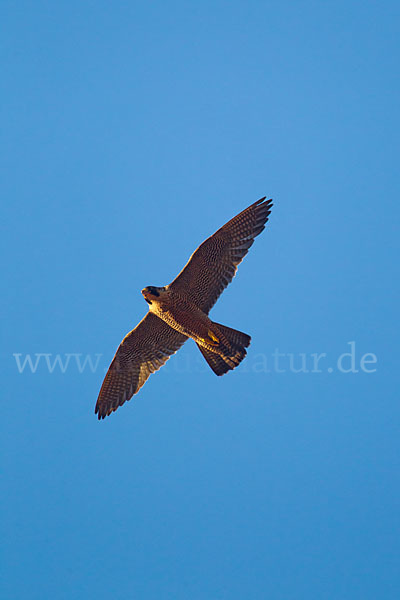 Wanderfalke (Falco peregrinus)