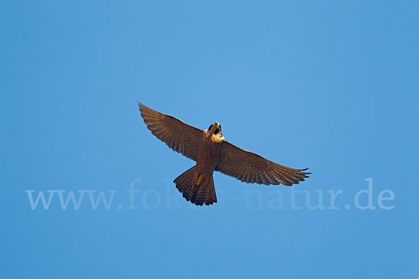 Wanderfalke (Falco peregrinus)