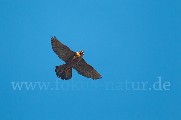 Wanderfalke (Falco peregrinus)