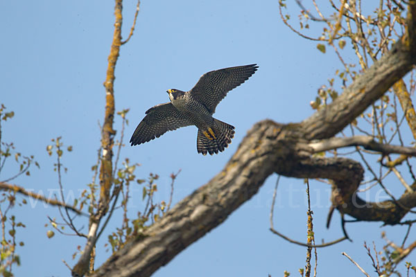 Wanderfalke (Falco peregrinus)