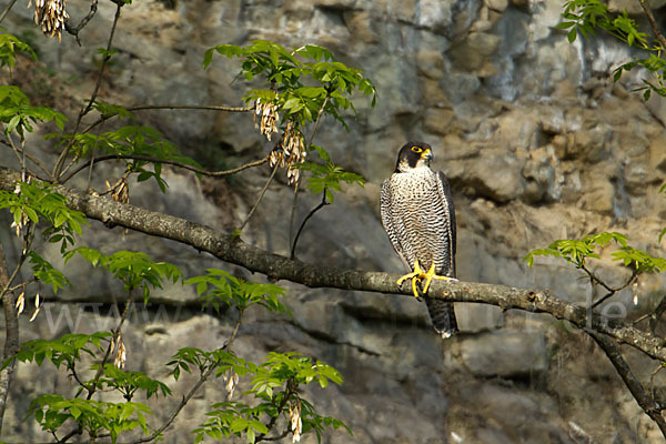 Wanderfalke (Falco peregrinus)